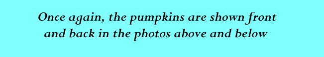 pumpkins